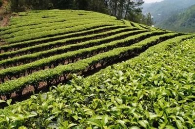 那么美的普洱茶山，千萬(wàn)別讓開(kāi)發(fā)熱潮給毀了